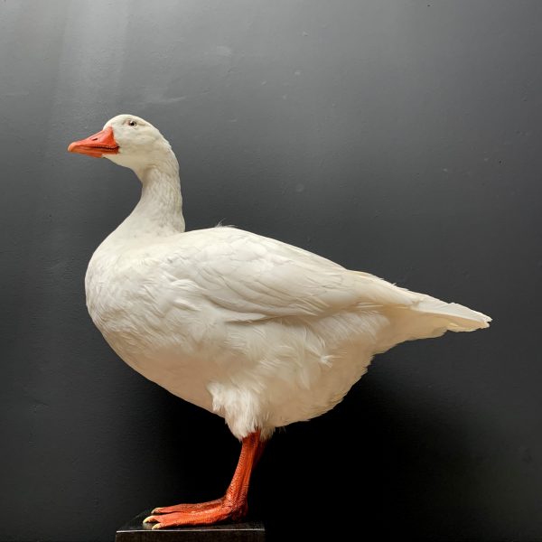 Taxidermy white goose