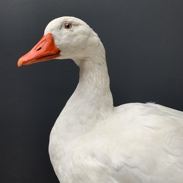Taxidermy white goose