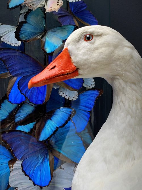 Taxidermy white goose