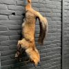 Ausgestopfter Fuchs als Stillleben