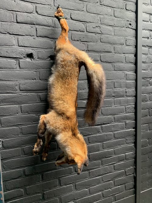 Mounted taxidermy fox as still life.