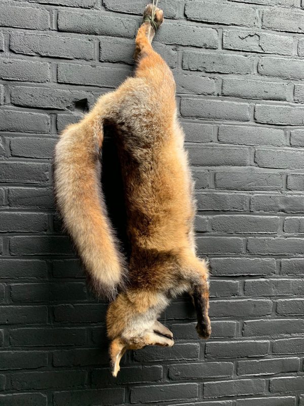 Mounted taxidermy fox as still life.