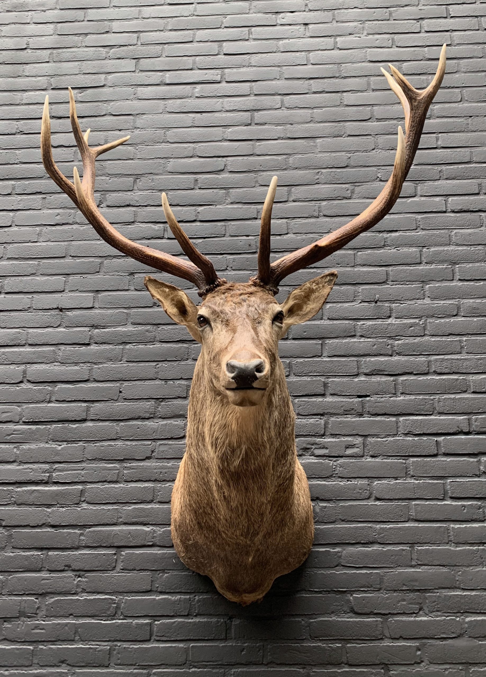 stuffed stag
