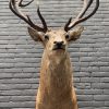 New stuffed red deer head