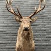 New stuffed red deer head