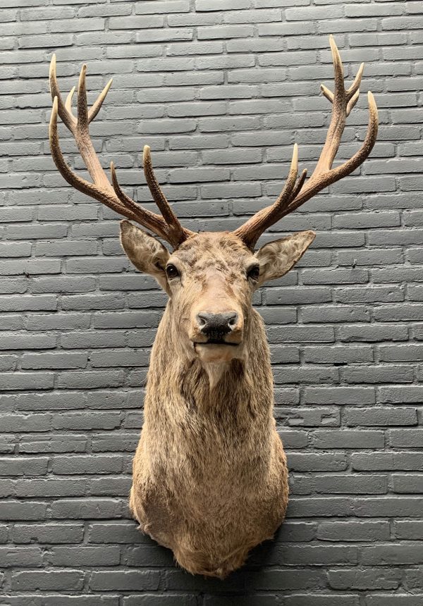 New stuffed red deer head