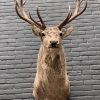 New stuffed red deer head