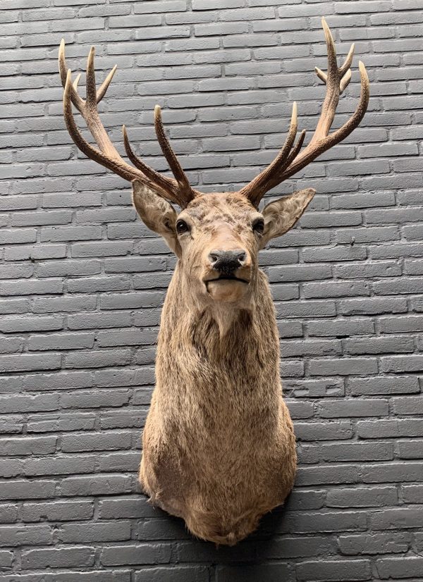 New stuffed red deer head