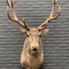 New stuffed red deer head