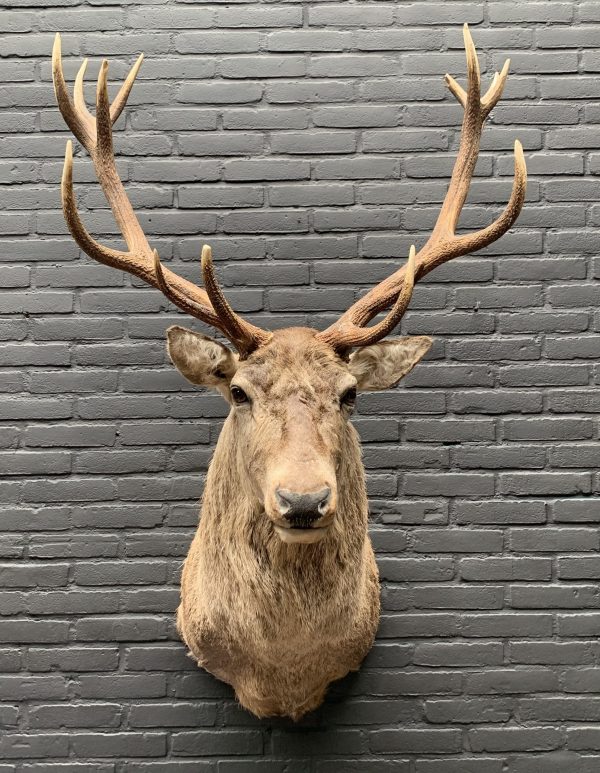 New stuffed red deer head