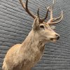 New stuffed red deer head