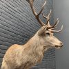 New stuffed red deer head