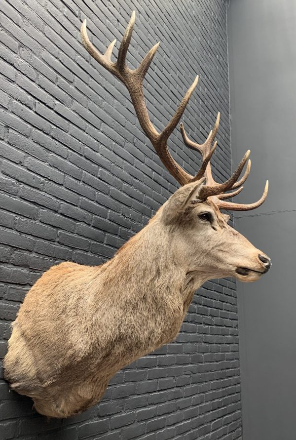 New stuffed red deer head