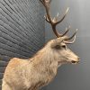 New stuffed head of a red stag