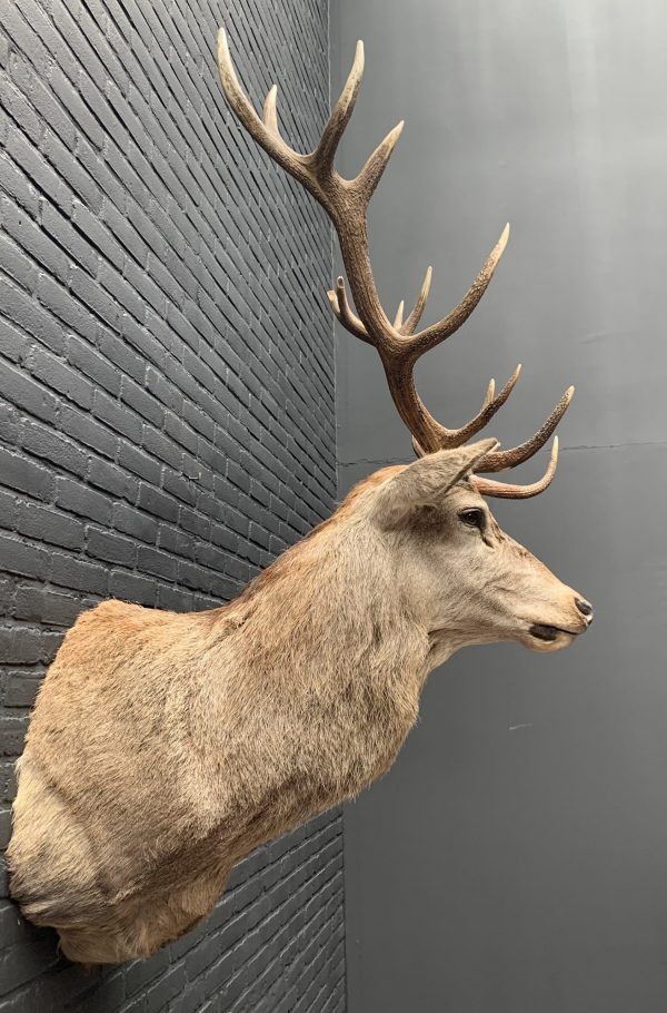 New stuffed red deer head