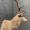 New stuffed red deer head