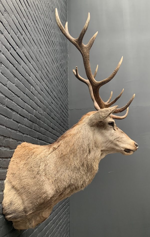 New stuffed red deer head