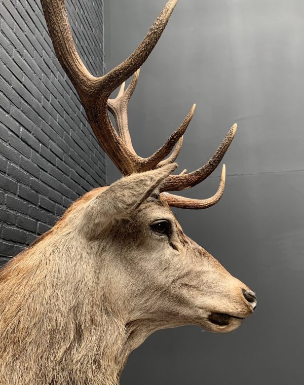 New stuffed red deer head