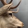 New stuffed red deer head