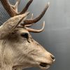 New stuffed red deer head