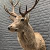 New stuffed red deer head