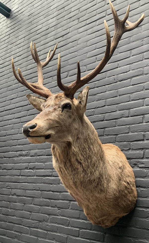 New stuffed red deer head