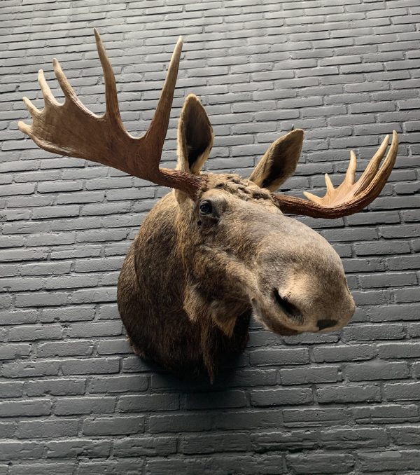 Recently stuffed head of a Scandinavian moose