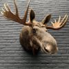 Recently stuffed head of a Scandinavian moose