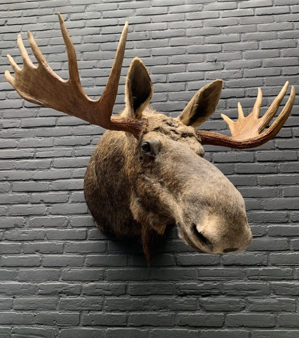 Recently stuffed head of a Scandinavian moose