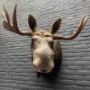 Recently stuffed head of a Scandinavian moose