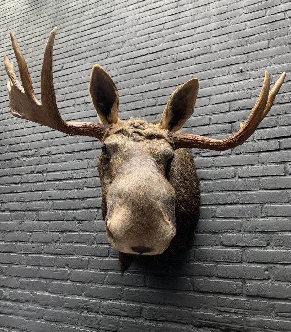 Recently stuffed head of a Scandinavian moose