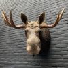 Kürzlich ausgestopfter Kopf eines skandinavischen Elches