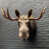 Recently stuffed head of a Scandinavian moose