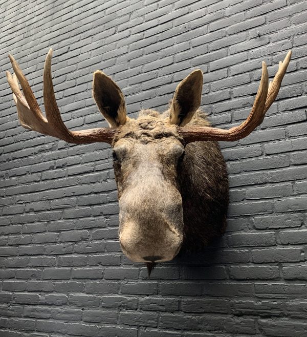 Recently stuffed head of a Scandinavian moose