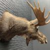 Recently stuffed head of a Scandinavian moose