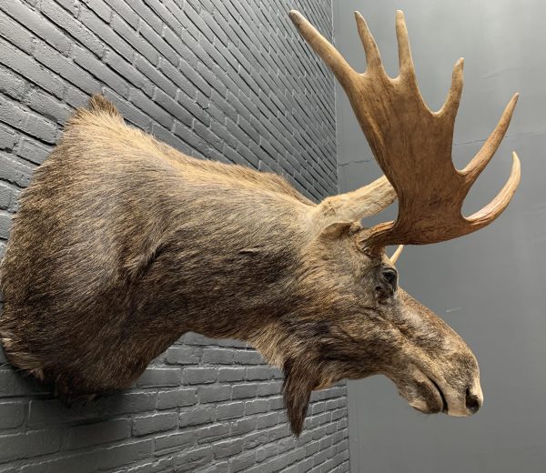 Recently stuffed head of a Scandinavian moose