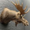 Recently stuffed head of a Scandinavian moose