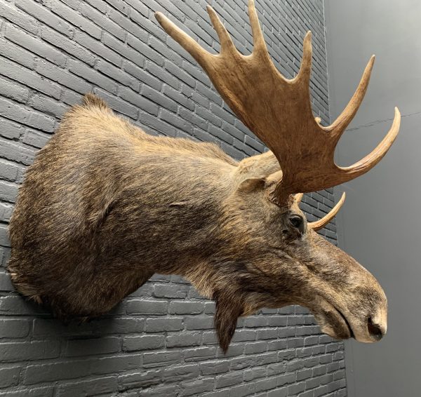 Recently stuffed head of a Scandinavian moose