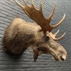 Recently stuffed head of a Scandinavian moose