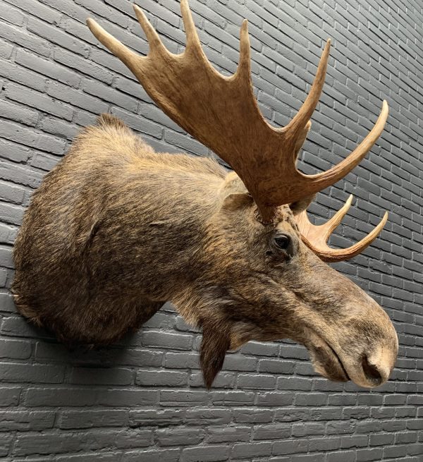 Recently stuffed head of a Scandinavian moose