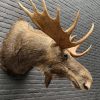 Stuffed head of a sika deer