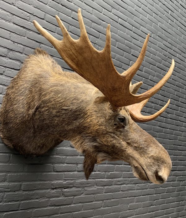 Recently stuffed head of a Scandinavian moose