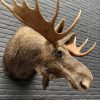 Recently stuffed head of a Scandinavian moose