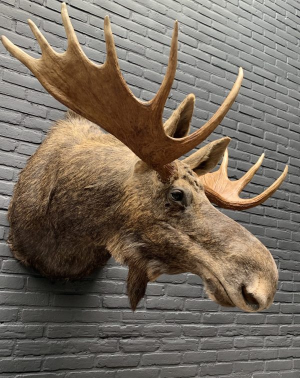 Recently stuffed head of a Scandinavian moose