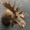 Recently stuffed head of a Scandinavian moose