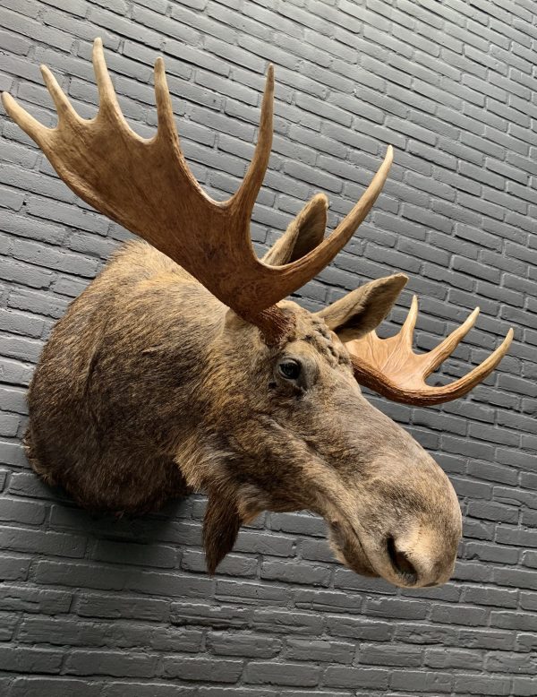 Recently stuffed head of a Scandinavian moose