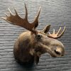 Recently stuffed head of a Scandinavian moose