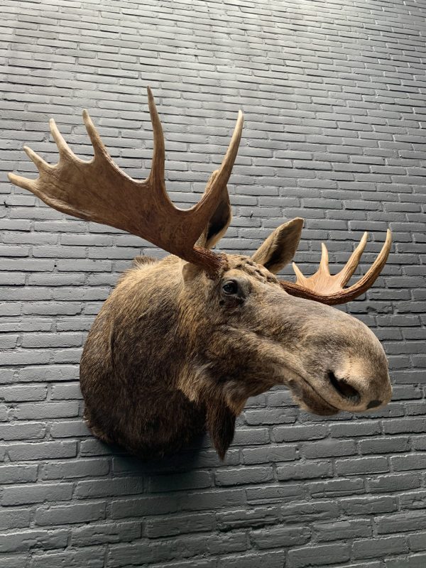 Recently stuffed head of a Scandinavian moose