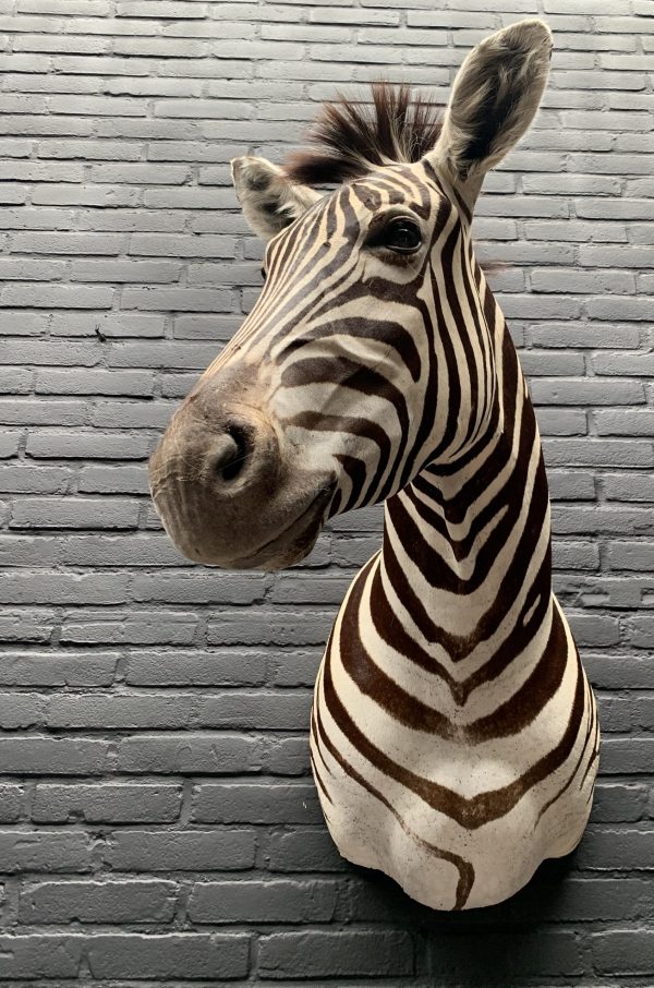 Taxidermie hoofd van een zebra