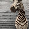 Präparatorenkopf eines Zebras
